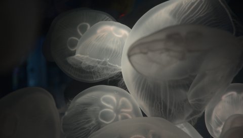 Медузы, подводные, морские, океанские