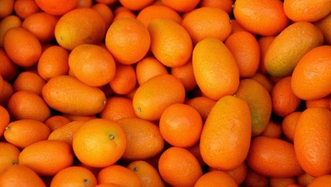 Кумкват, фрукты, многие