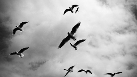Птицы, небо, полет, облака, bw