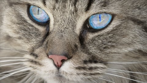 Кошка, лицо, голубые глаза, пушистые