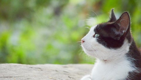 Кошка, лицо, пятнистый, лежащий