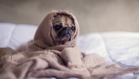 Мопс, собака, одеяло