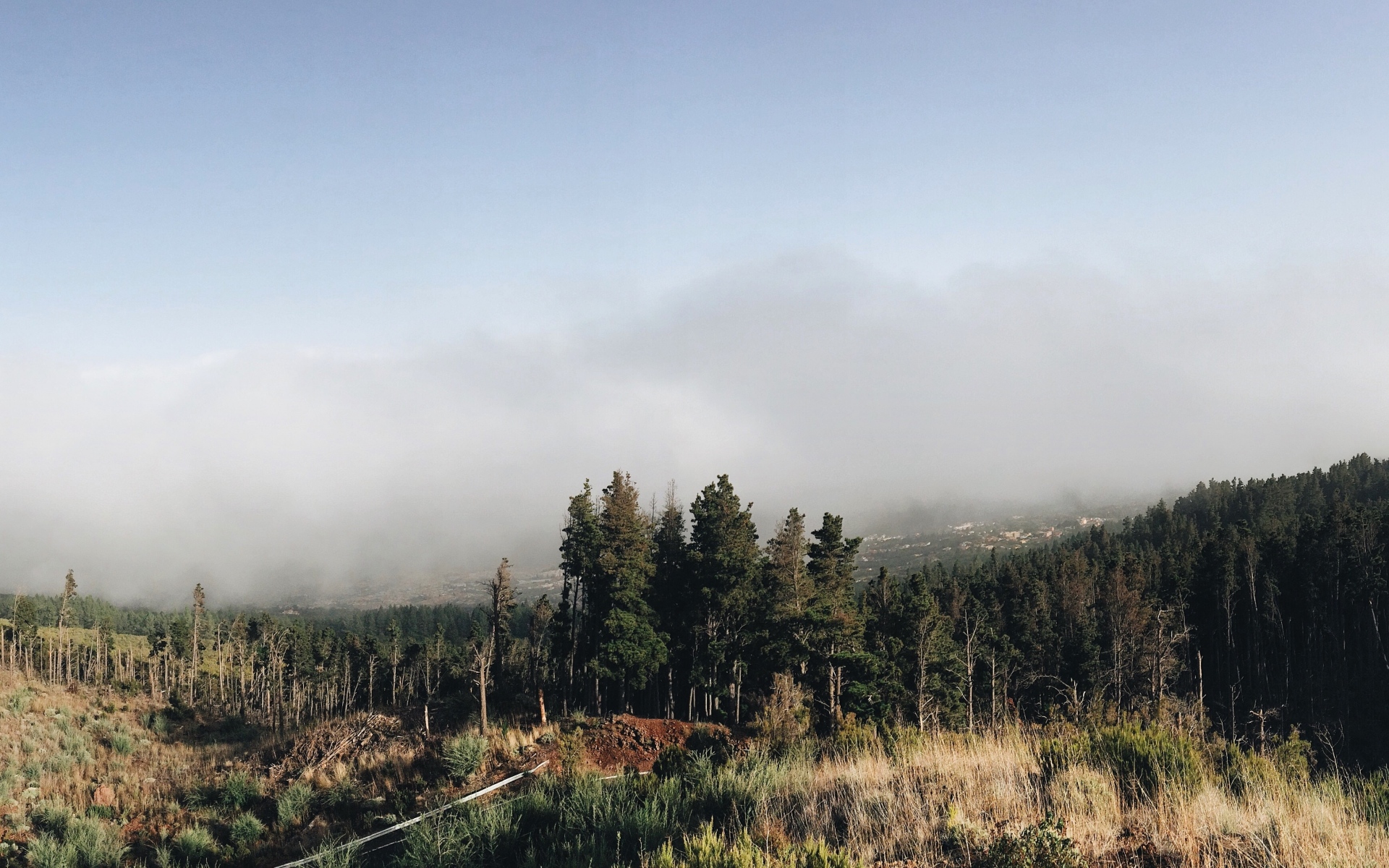Картинки Лес, небо, трава, туман фото и обои на рабочий стол