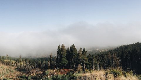 Лес, небо, трава, туман