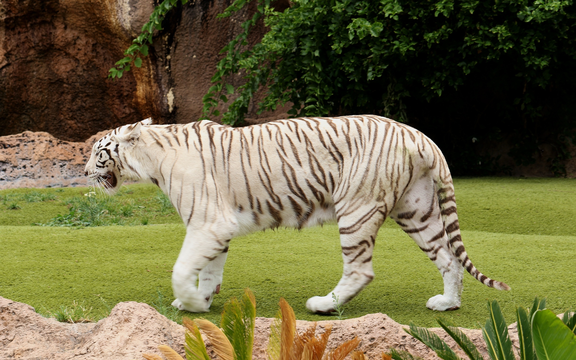 Картинки Тигр, плотоядное животное, ходьба, трава фото и обои на рабочий стол