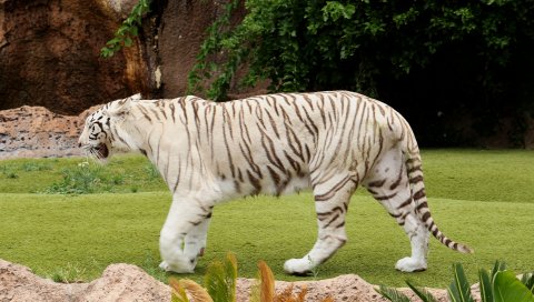 Тигр, плотоядное животное, ходьба, трава