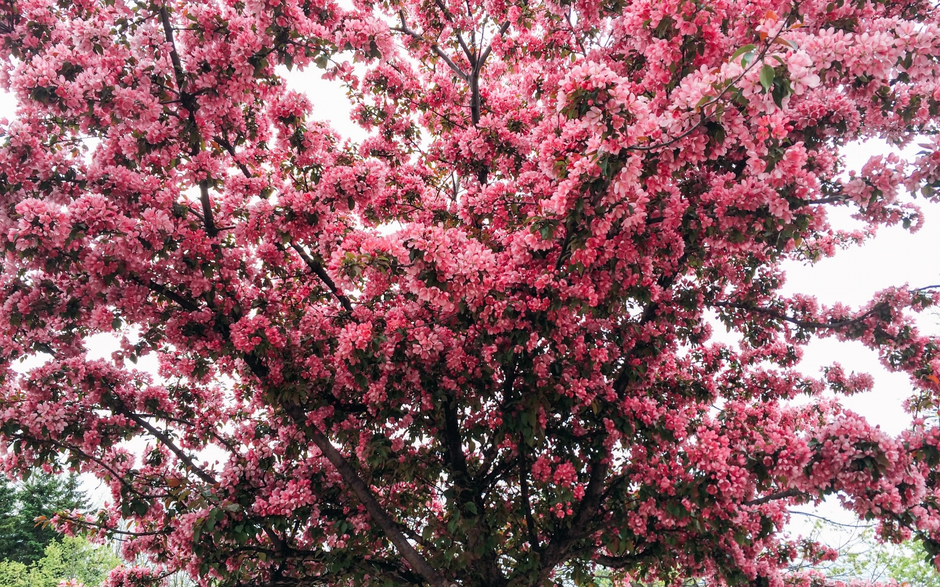 Картинки Дерево, вишня, цветение, весна фото и обои на рабочий стол