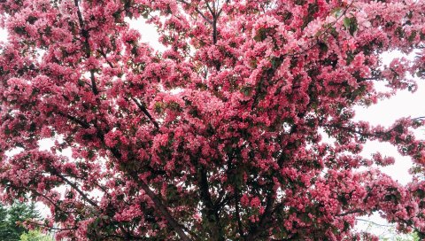 Дерево, вишня, цветение, весна