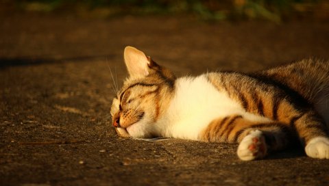 Кошка, лежа, полосатый, солнечный свет