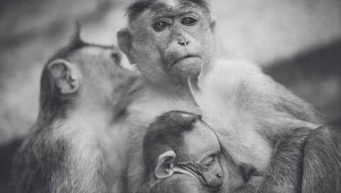 Обезьяна, ребенок, bw
