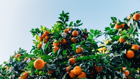 Мандарины, фрукты, дерево
