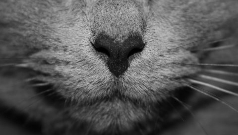 Кошка, нос, усы, серый
