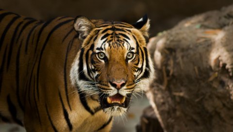 Сибирский тигр, хищник, дикая кошка