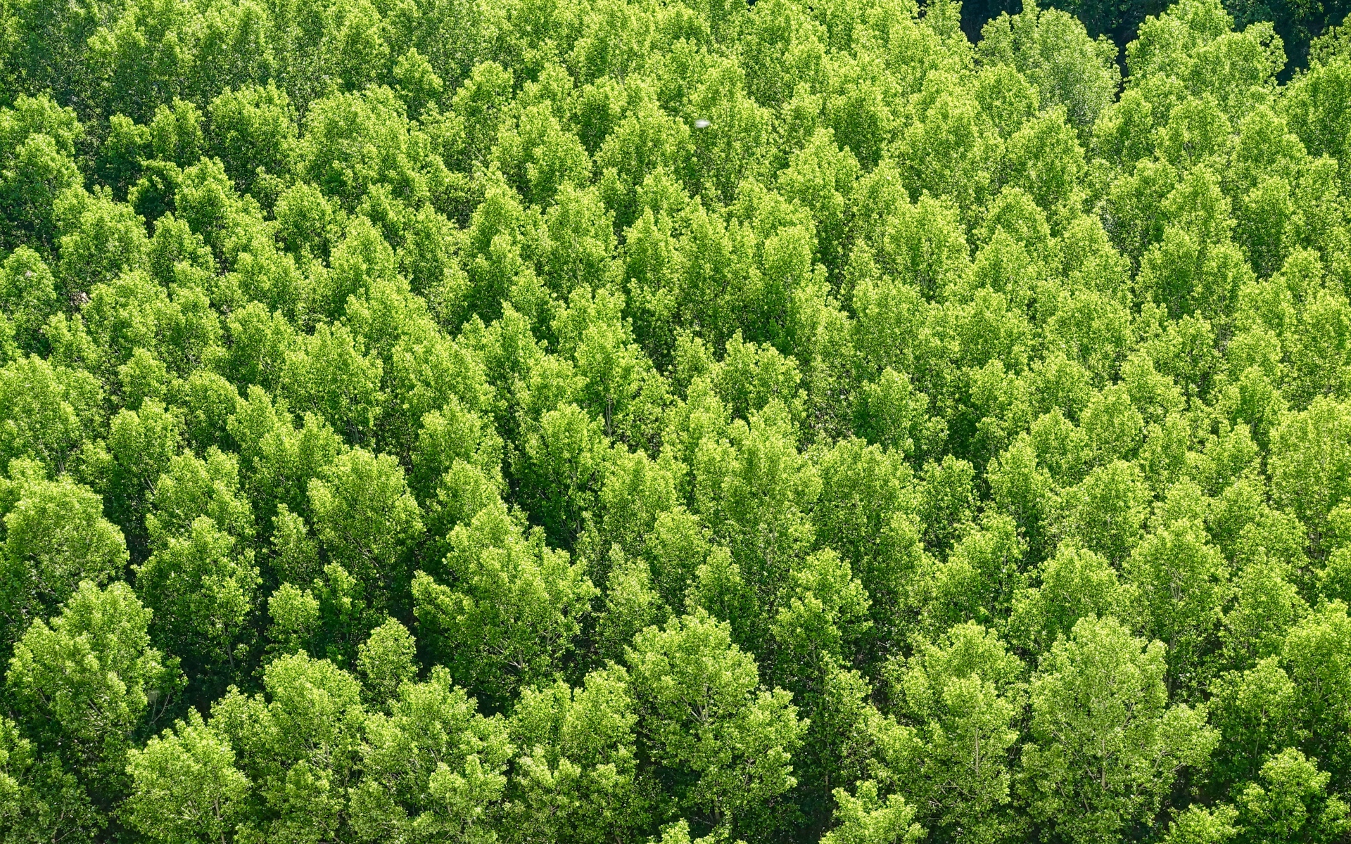Картинки Лес, деревья, вид сверху фото и обои на рабочий стол