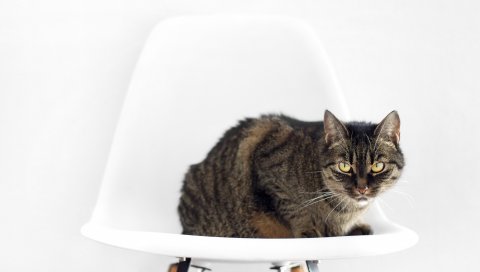 Кошка, стул, сидеть, полосатый