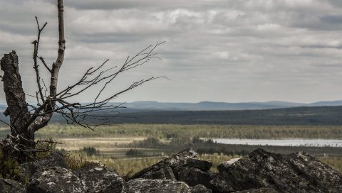 Лапландия, камни, дерево