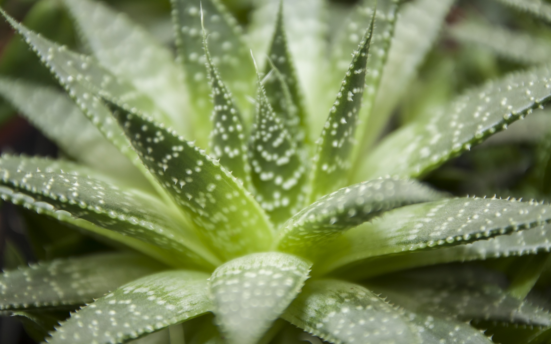 Картинки Haworthia, flower, houseplant, close-up фото и обои на рабочий стол