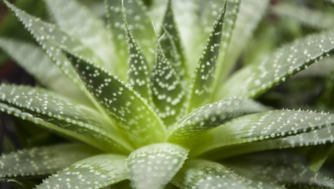 Haworthia, flower, houseplant, close-up