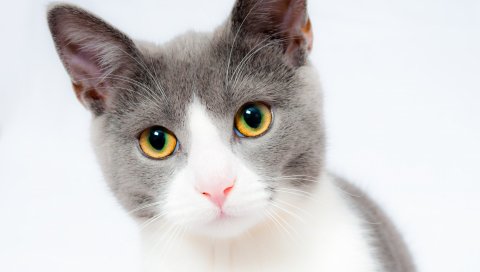 Кошка, лицо, красивая, пятнистая
