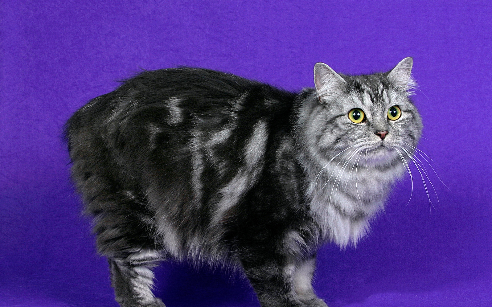 Картинки Cymric cat, cat, furry, striped фото и обои на рабочий стол