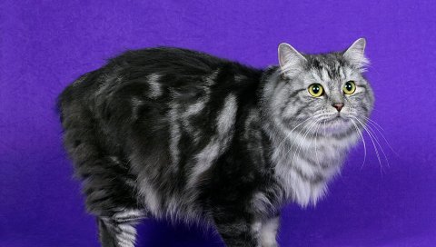 Cymric cat, cat, furry, striped