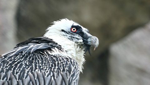 Орел, гриф, хищник, птица