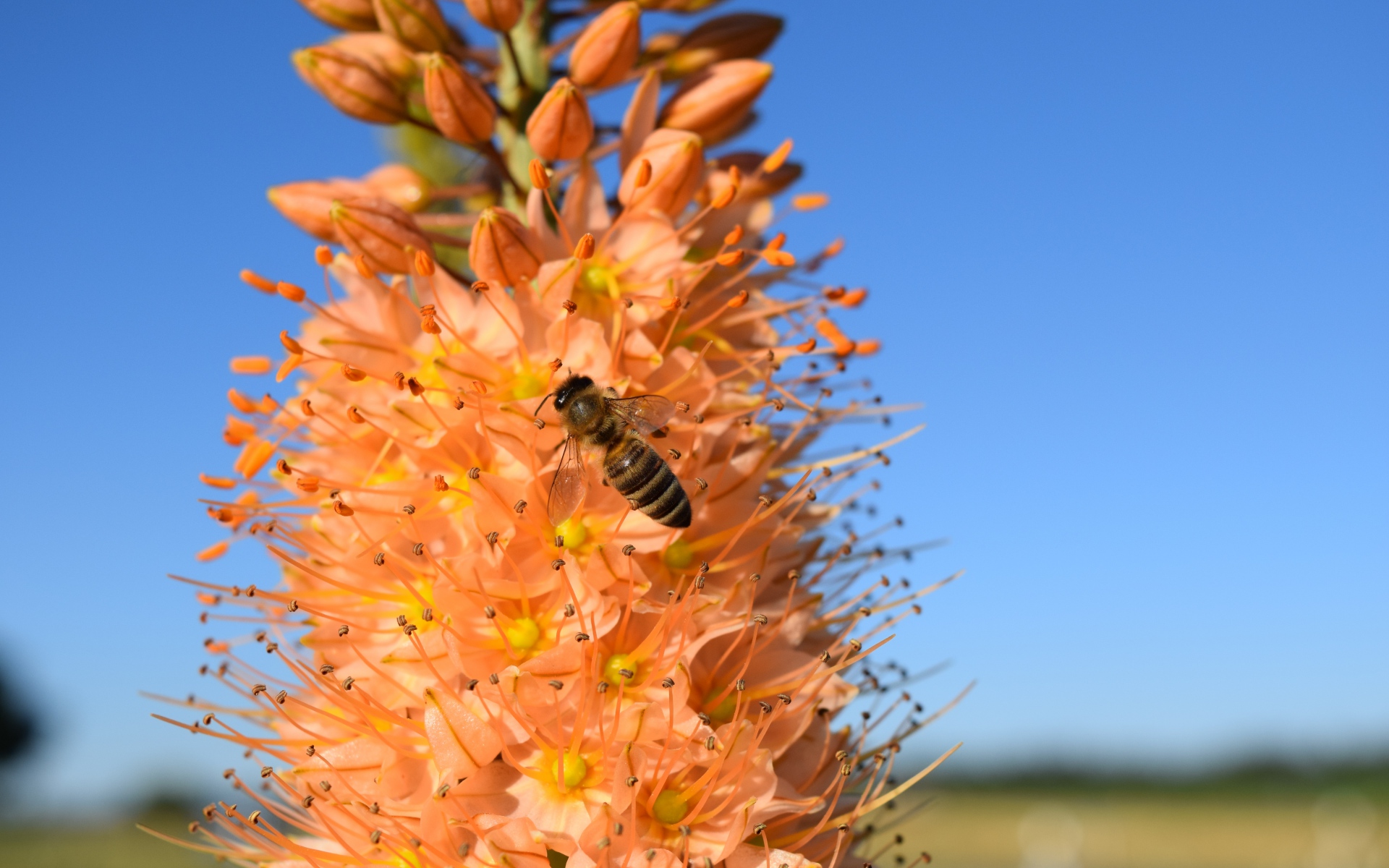 Картинки Eremurus, цветок, пчела, опыление фото и обои на рабочий стол