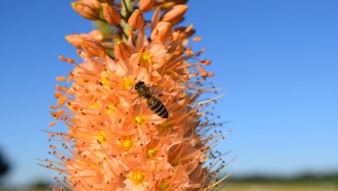 Eremurus, цветок, пчела, опыление