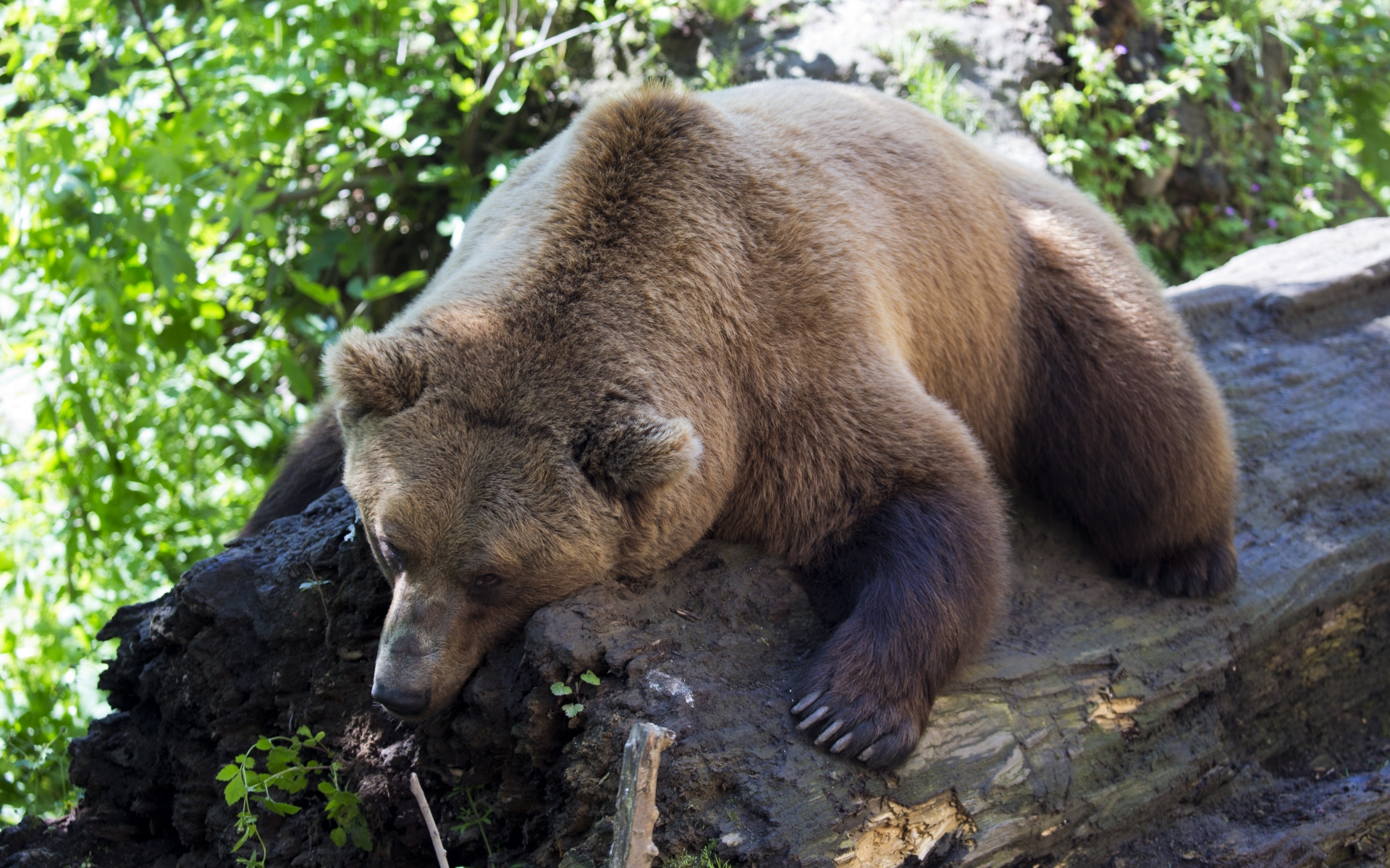 Картинки Бурый медведь, лежащий, животное, дерево фото и обои на рабочий стол