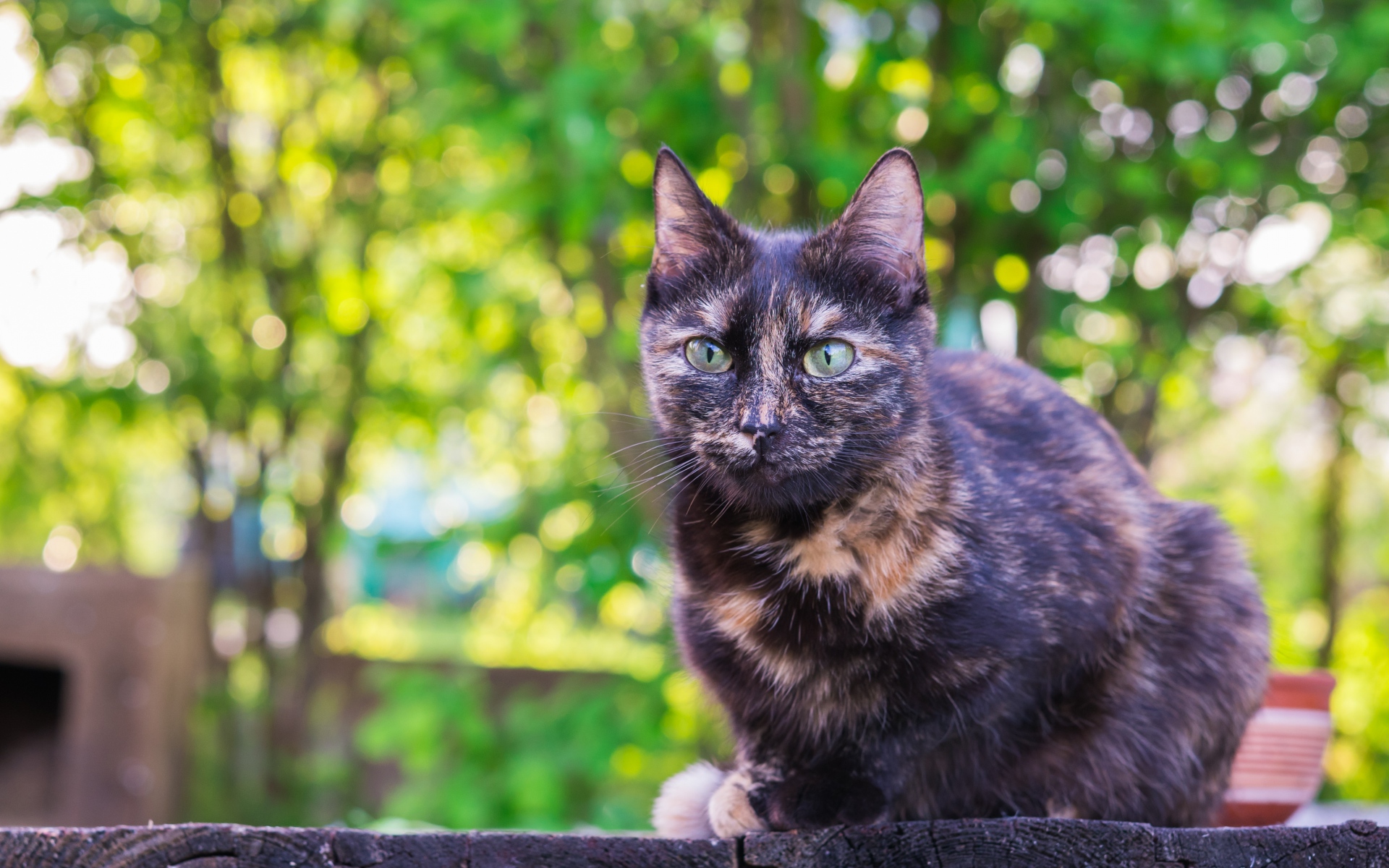 Картинки Кошка, пятнистый, сидящий, открытый фото и обои на рабочий стол