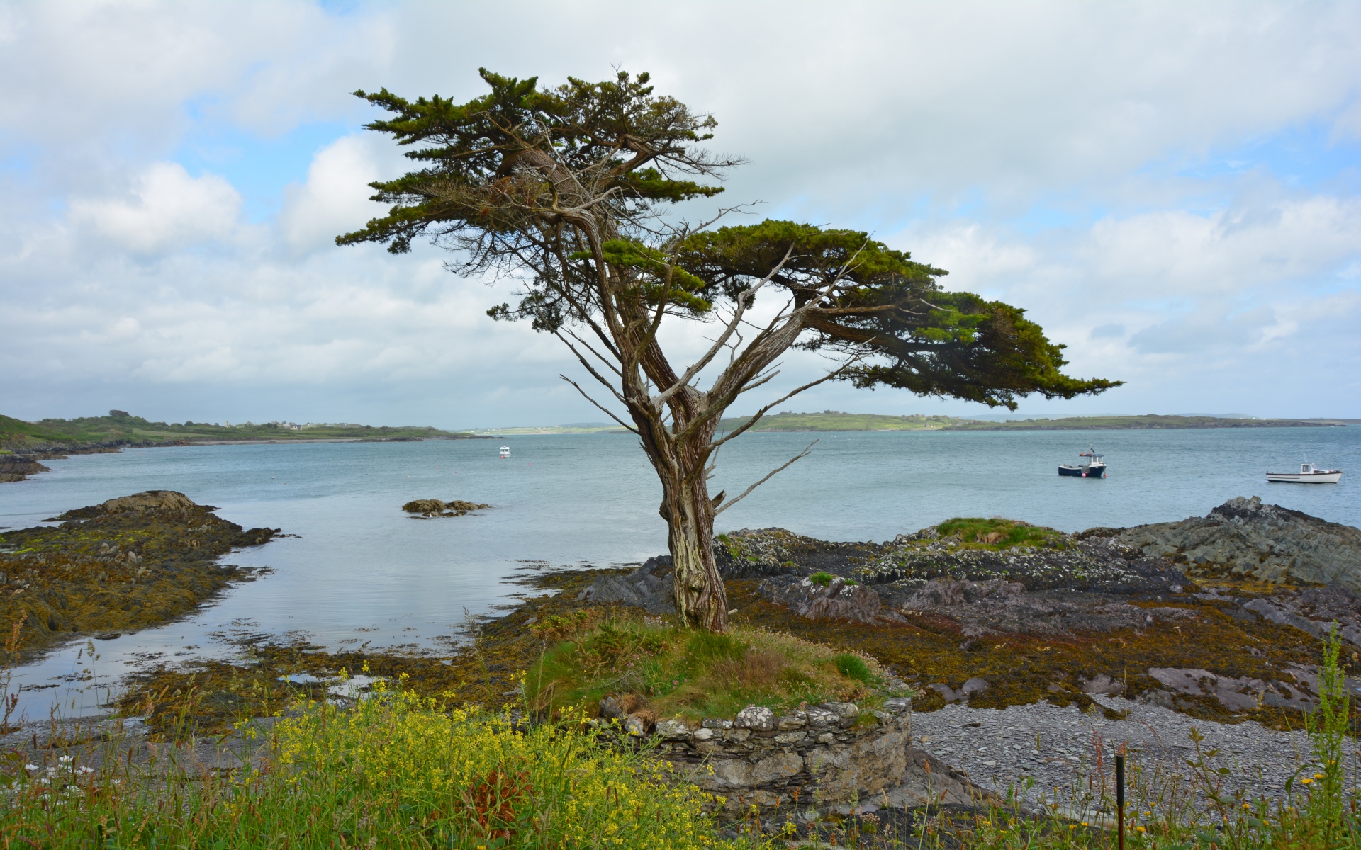 Картинки Ирландия, побережье, дерево фото и обои на рабочий стол