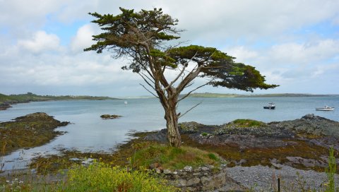Ирландия, побережье, дерево