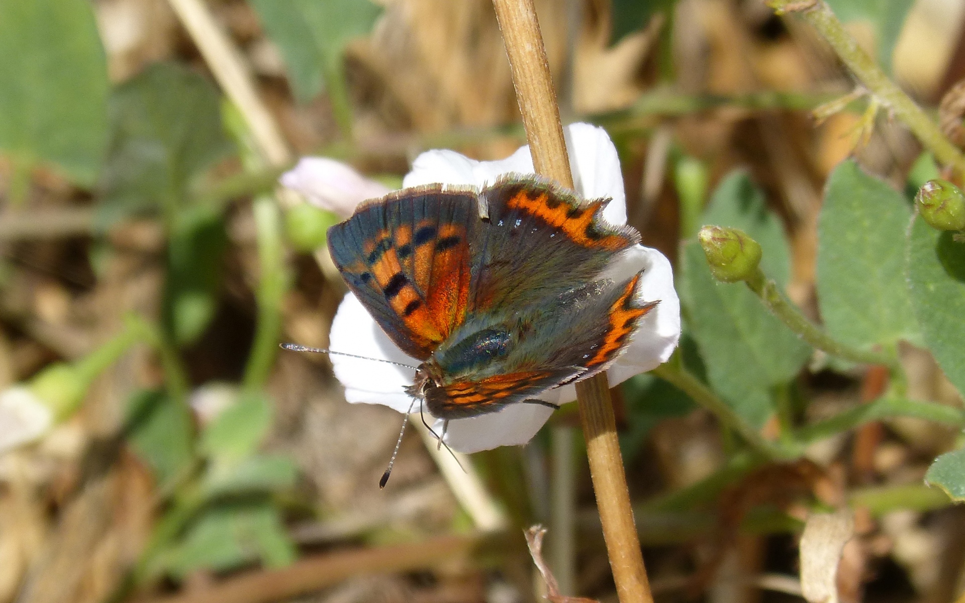 Картинки Lycaena phlaeas, бабочка, цветок фото и обои на рабочий стол