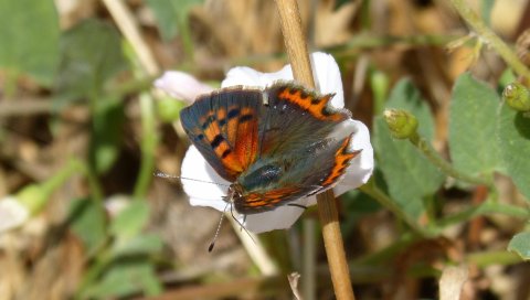 Lycaena phlaeas, бабочка, цветок