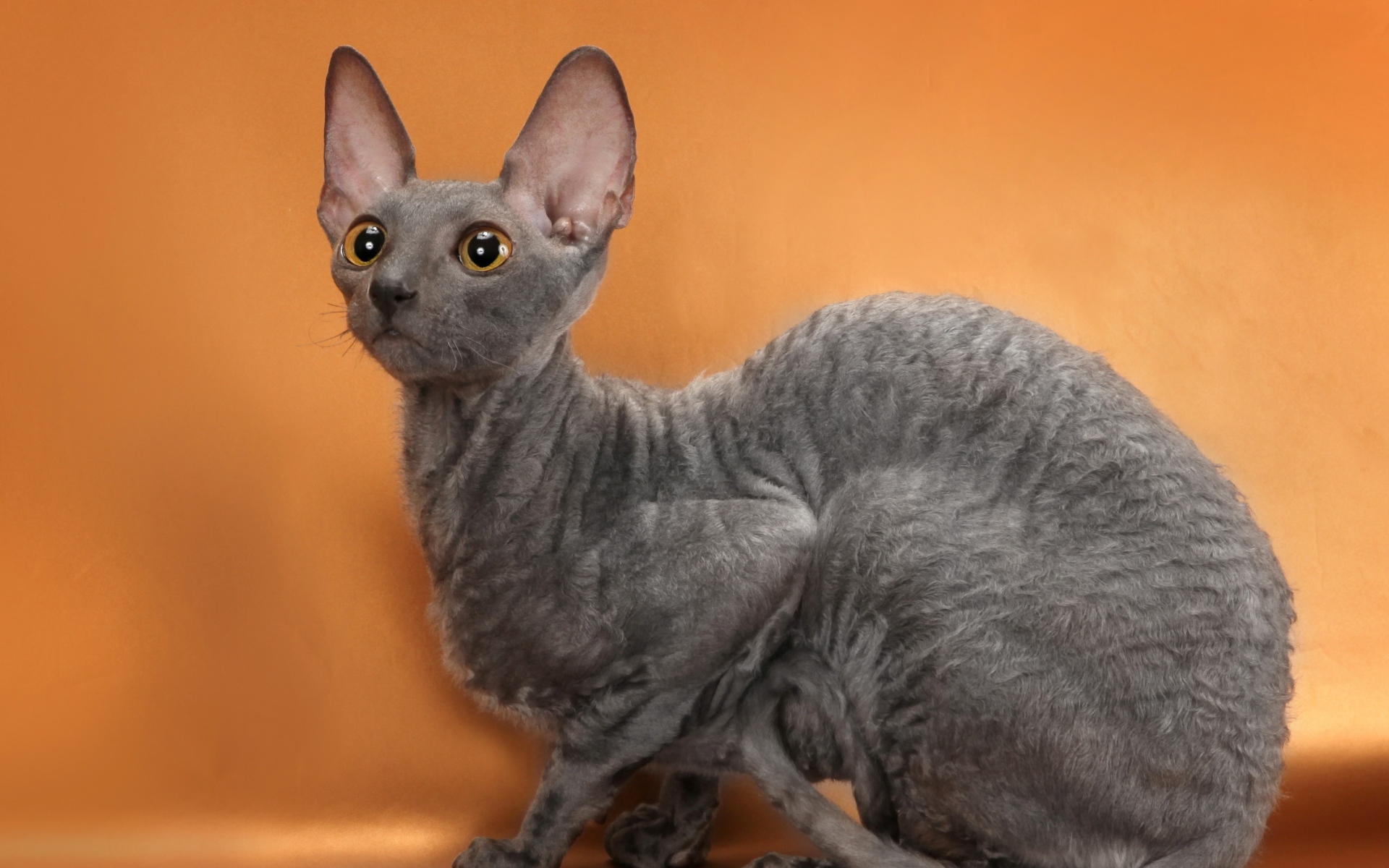 Картинки Cornish rex, cat, breed, mutant фото и обои на рабочий стол