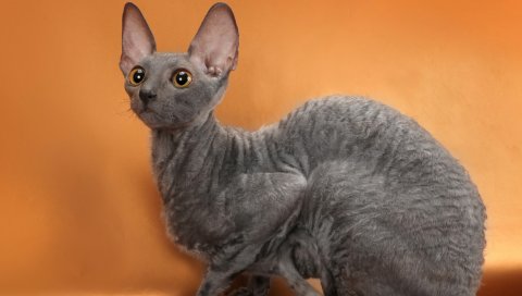 Cornish rex, cat, breed, mutant