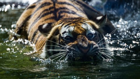 Тигр, зубы, вода, хищник, морда, бакенбарды