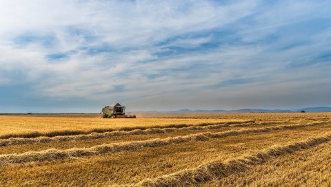 Поле, ферма, культура, полевые культуры