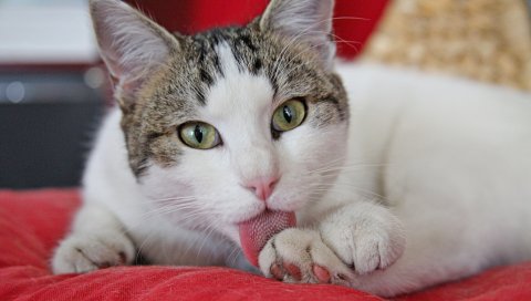 Кошка, мытье, лицо, пятнистый