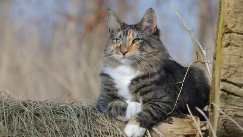 Норвежский лесной кот, кошка, пушистый