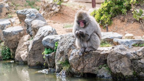 обезьяны, япония, камни