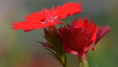 китайской гвоздики , цветы, макро, бутоны