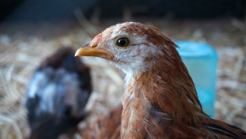 курица, птица, клюв, перья