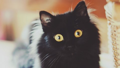 кошки, лицо, пушистый, черный