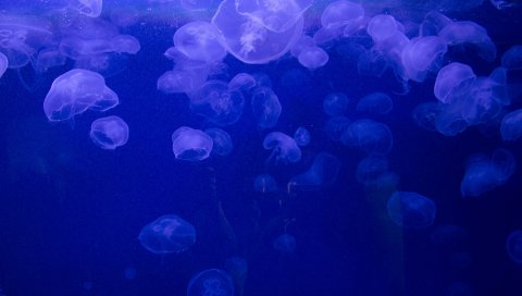 медуза, подводные, желе