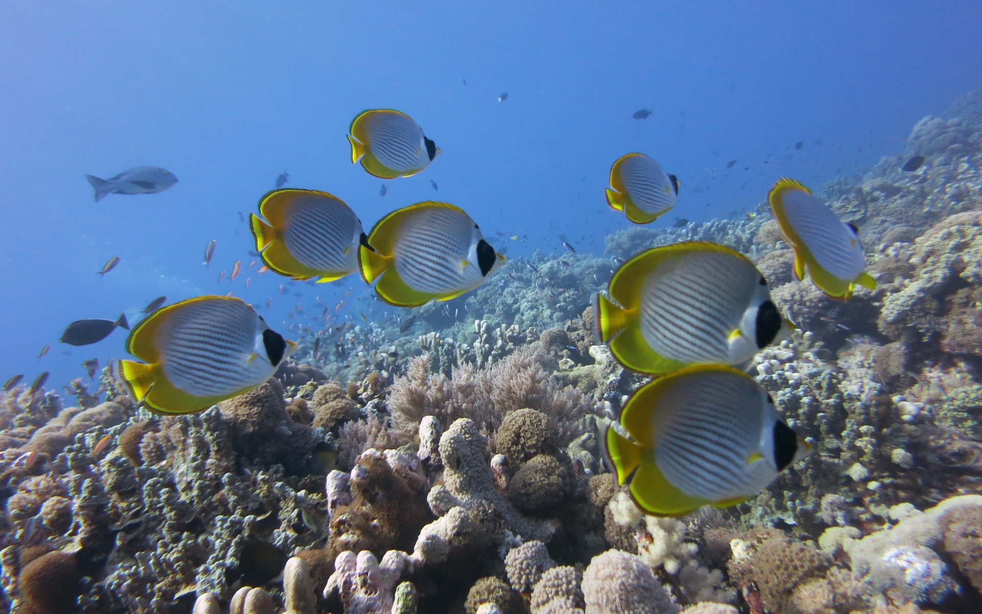 Картинки подводного, рыбу, Butterflyfish панды, кораллы, риф фото и обои на рабочий стол