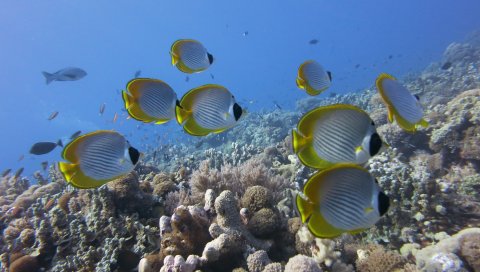 подводного, рыбу, Butterflyfish панды, кораллы, риф