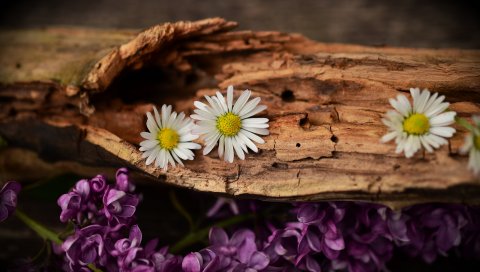 Цветы, кора, сирень, ромашки