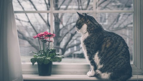 Кот, подоконник, цветы, окно