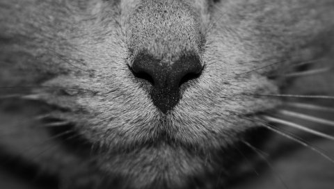 Кошка, нос, лицо, серый